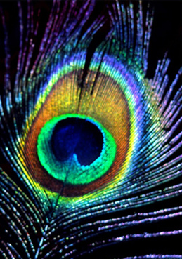 plume
